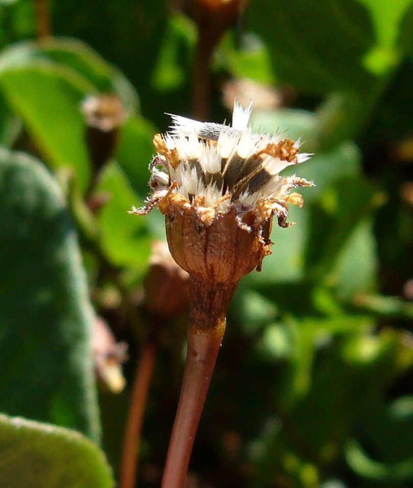 Lasthenia glaberrima fruit