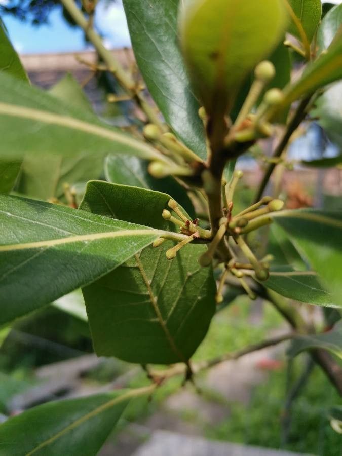 Laurus azorica flower