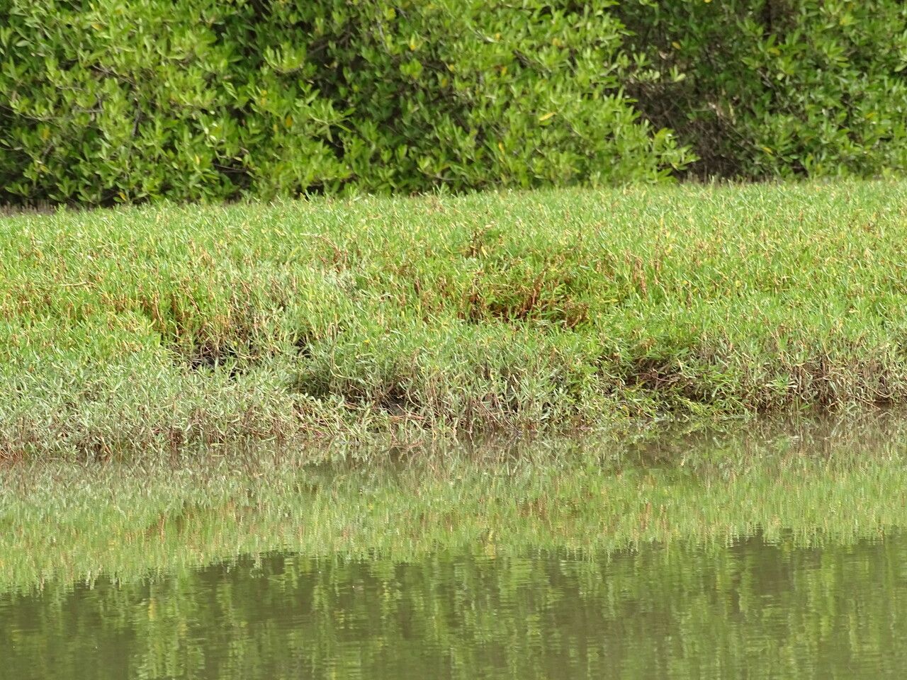 Blutaparon vermiculare habit