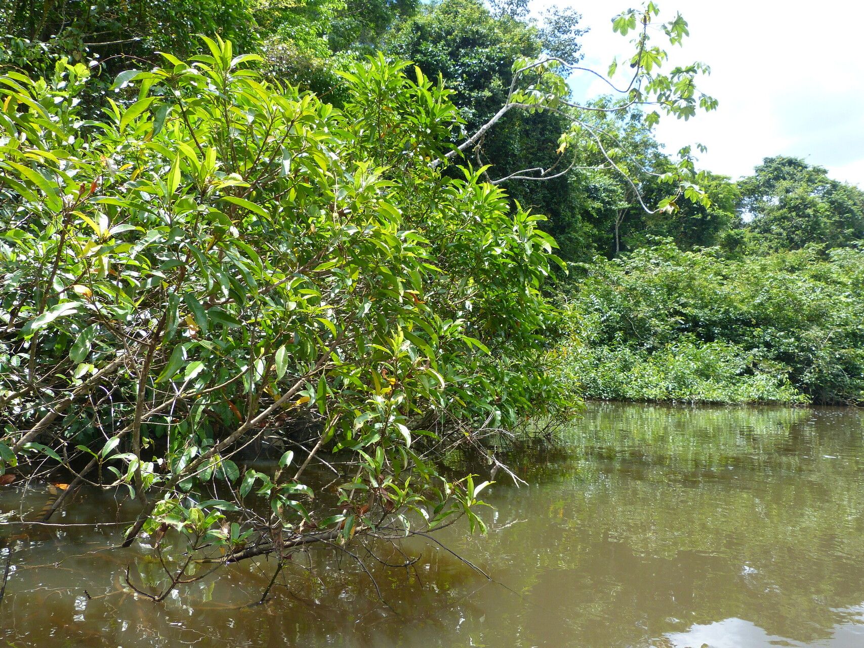 Solanum monachophyllum habit