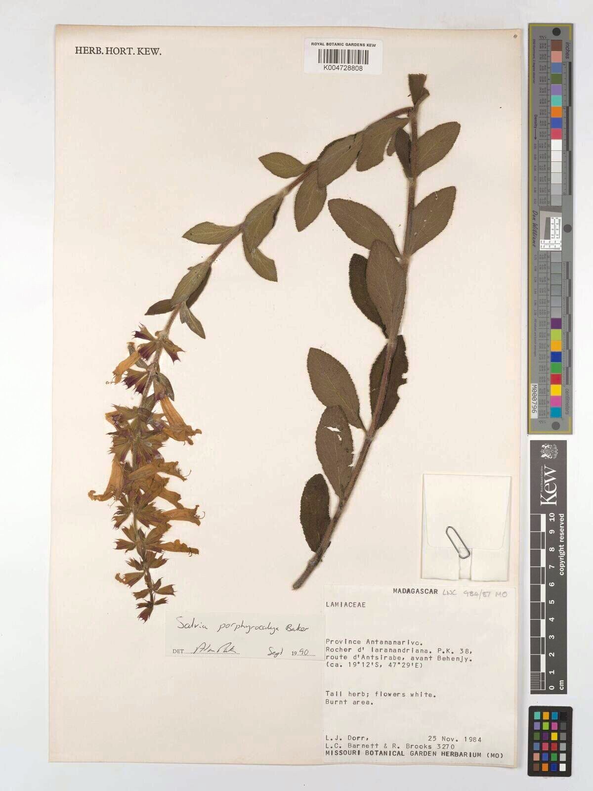 Salvia porphyrocalyx — houseplant care guide