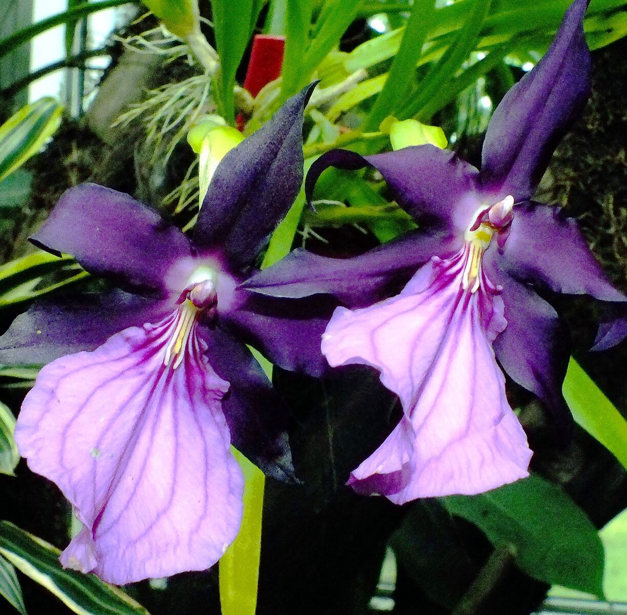 Miltonia Spectabilis flower