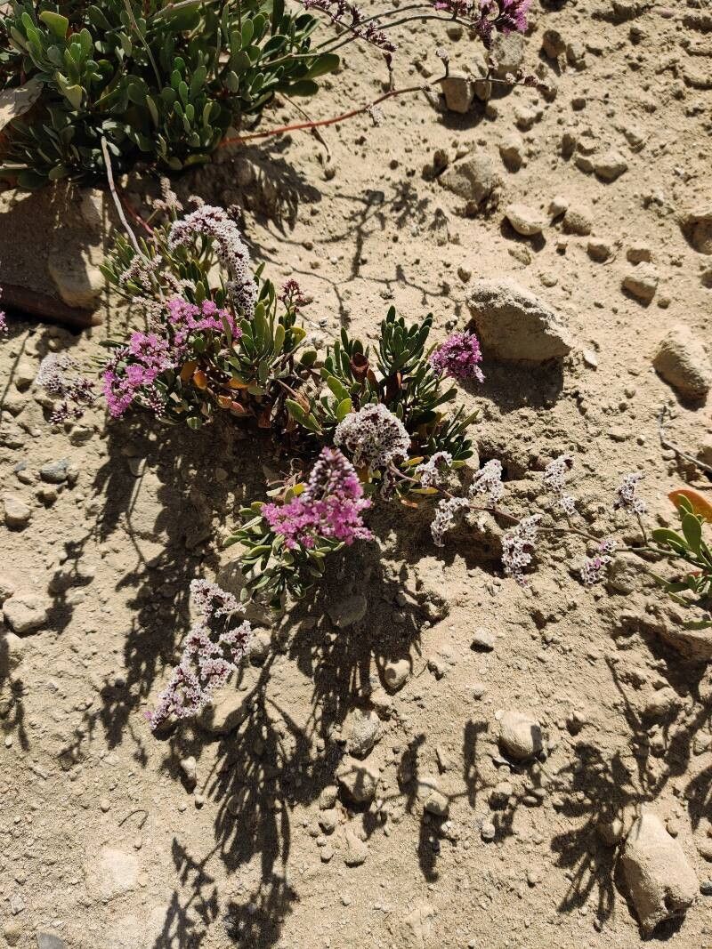 Limonium axillare — houseplant care guide