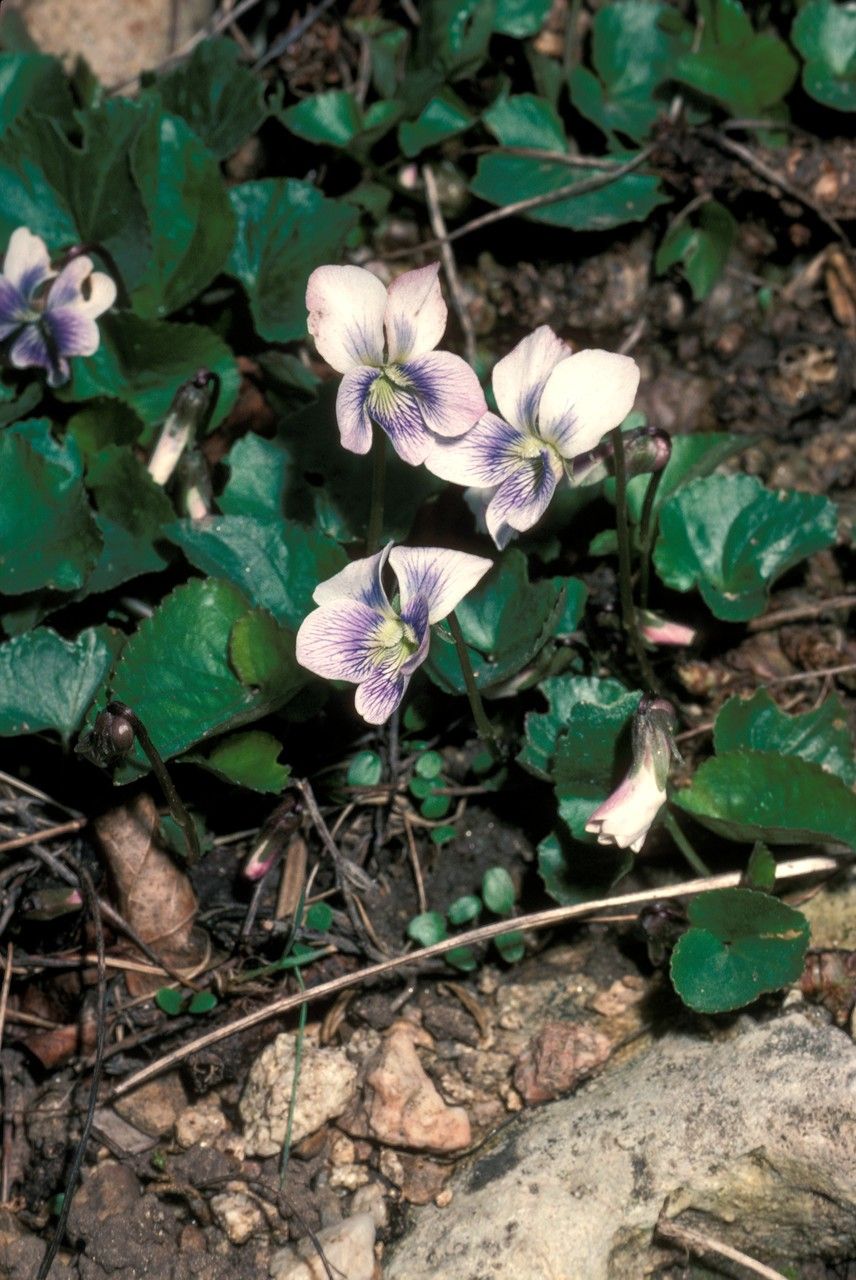 Viola papilionacea — pet friendly houseplant