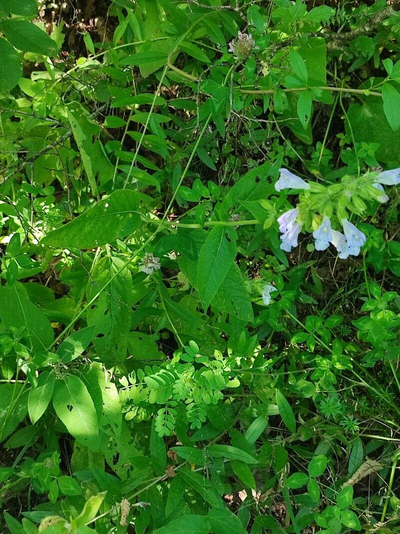 Salvia tomentosa habit