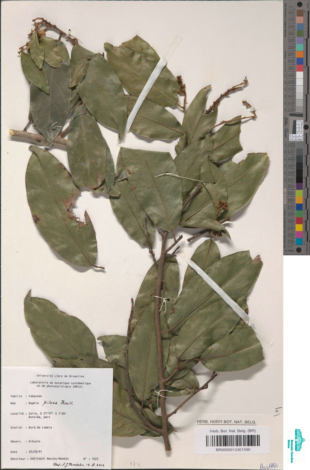 Baphia pilosa — houseplant care guide