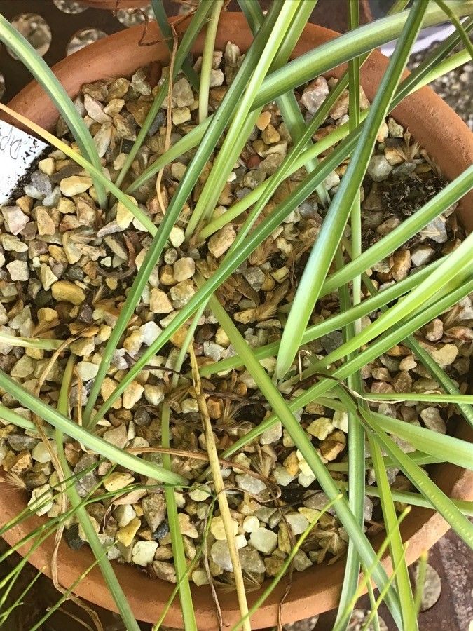 Dipcadi serotinum leaf