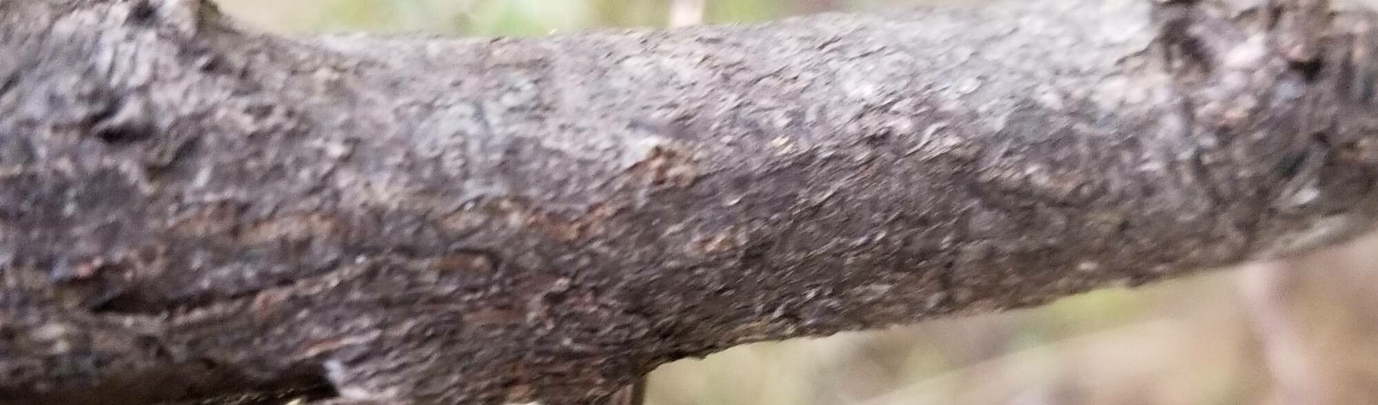 Daviesia latifolia bark