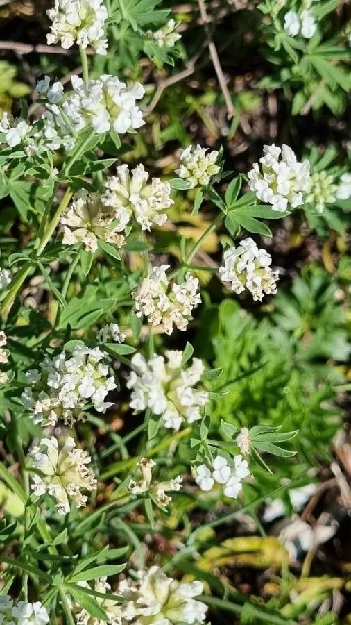 Dorycnium germanicum flower