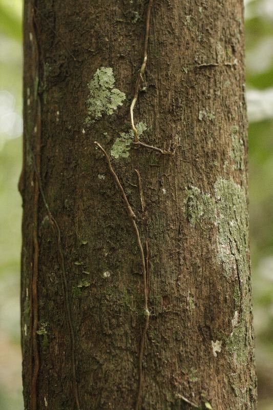 Couratari multiflora bark