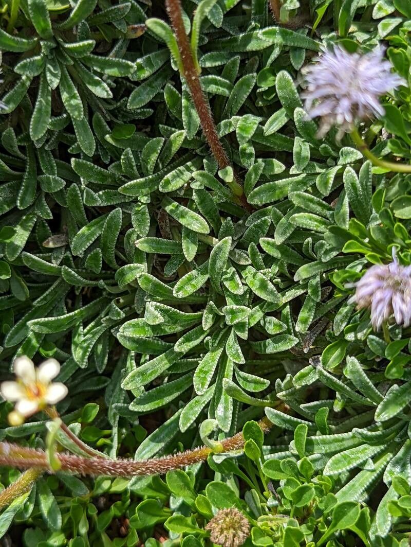 Saxifraga crustata — search result for 'Saxifraga'