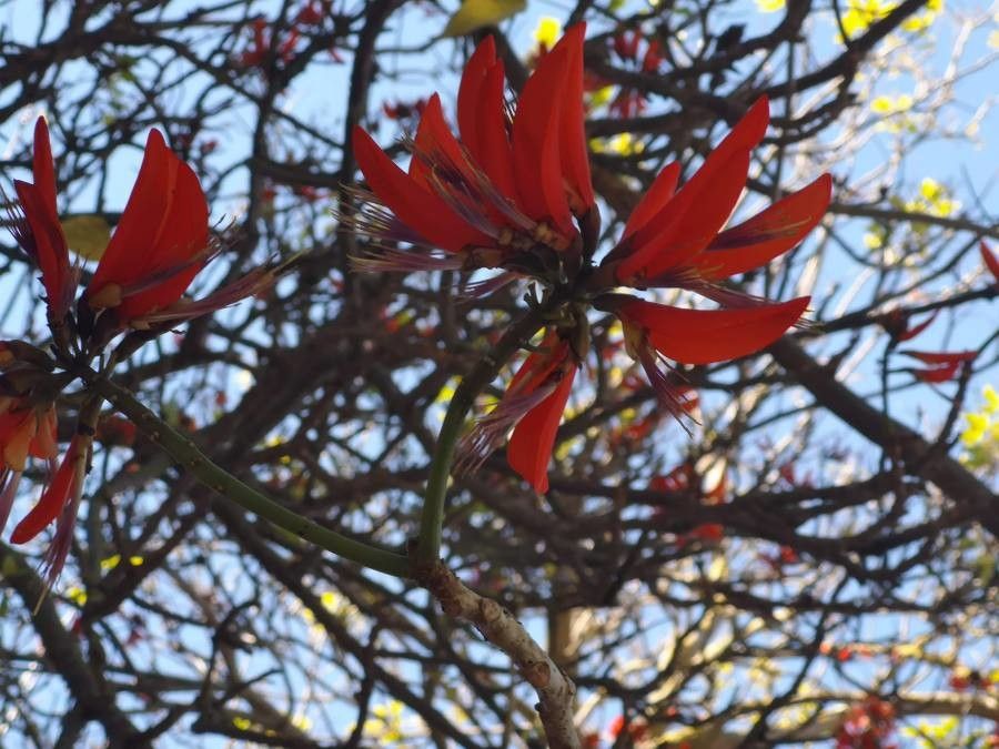 Erythrina variegata flower