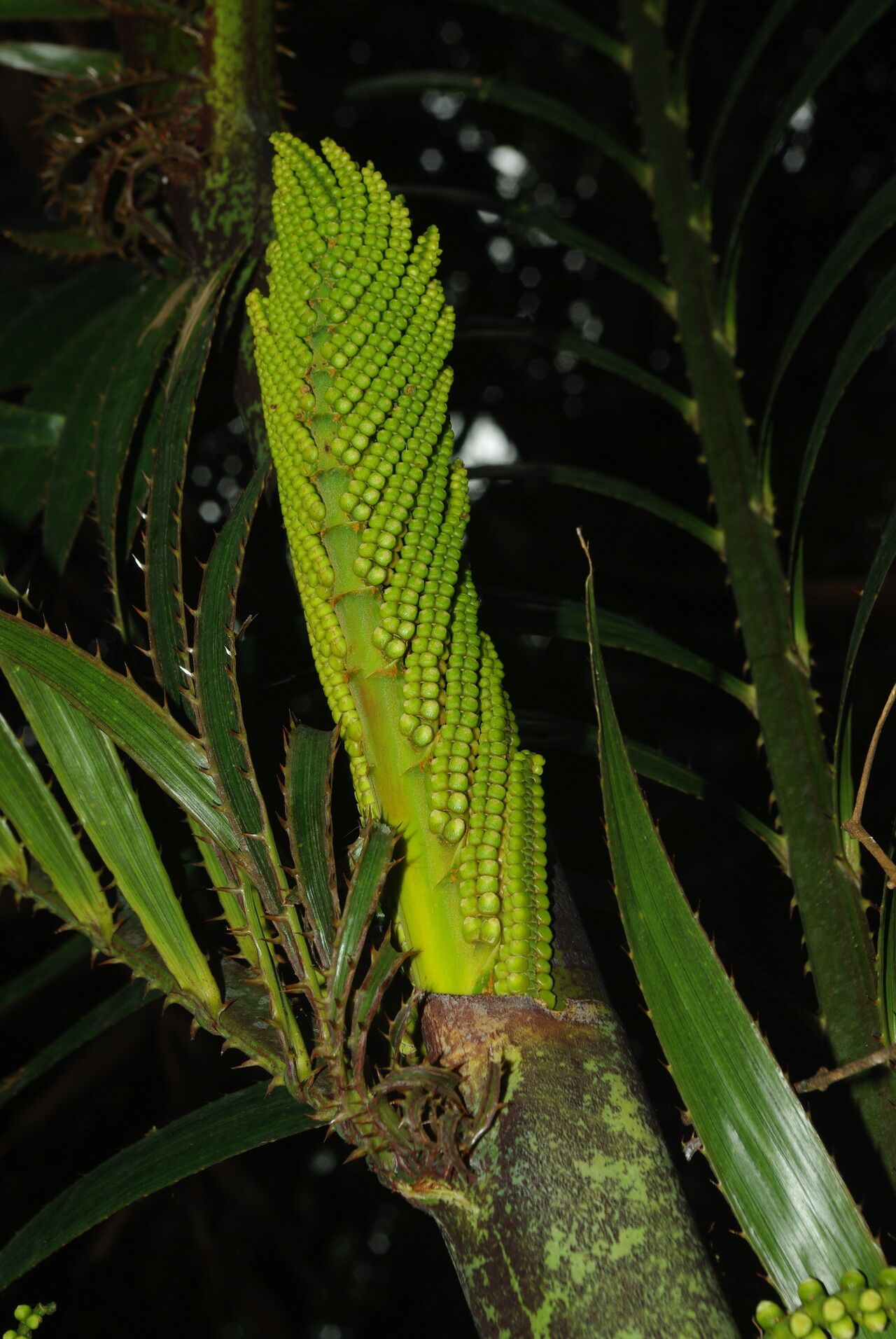 Eremospatha laurentii fruit