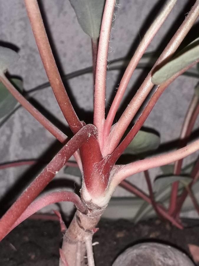 Anemopsis californica bark