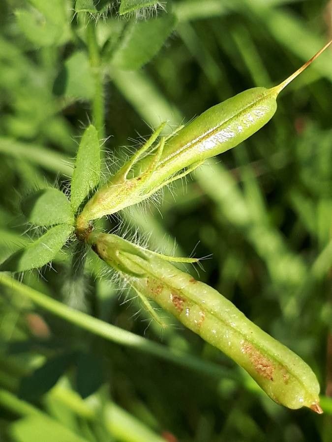 Lotus parviflorus fruit