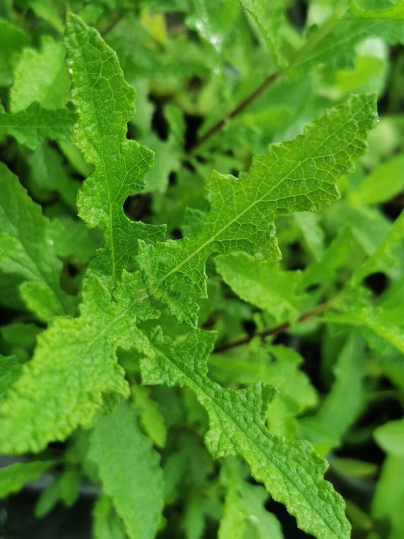 Salvia repens — search result for 'Lesotho'