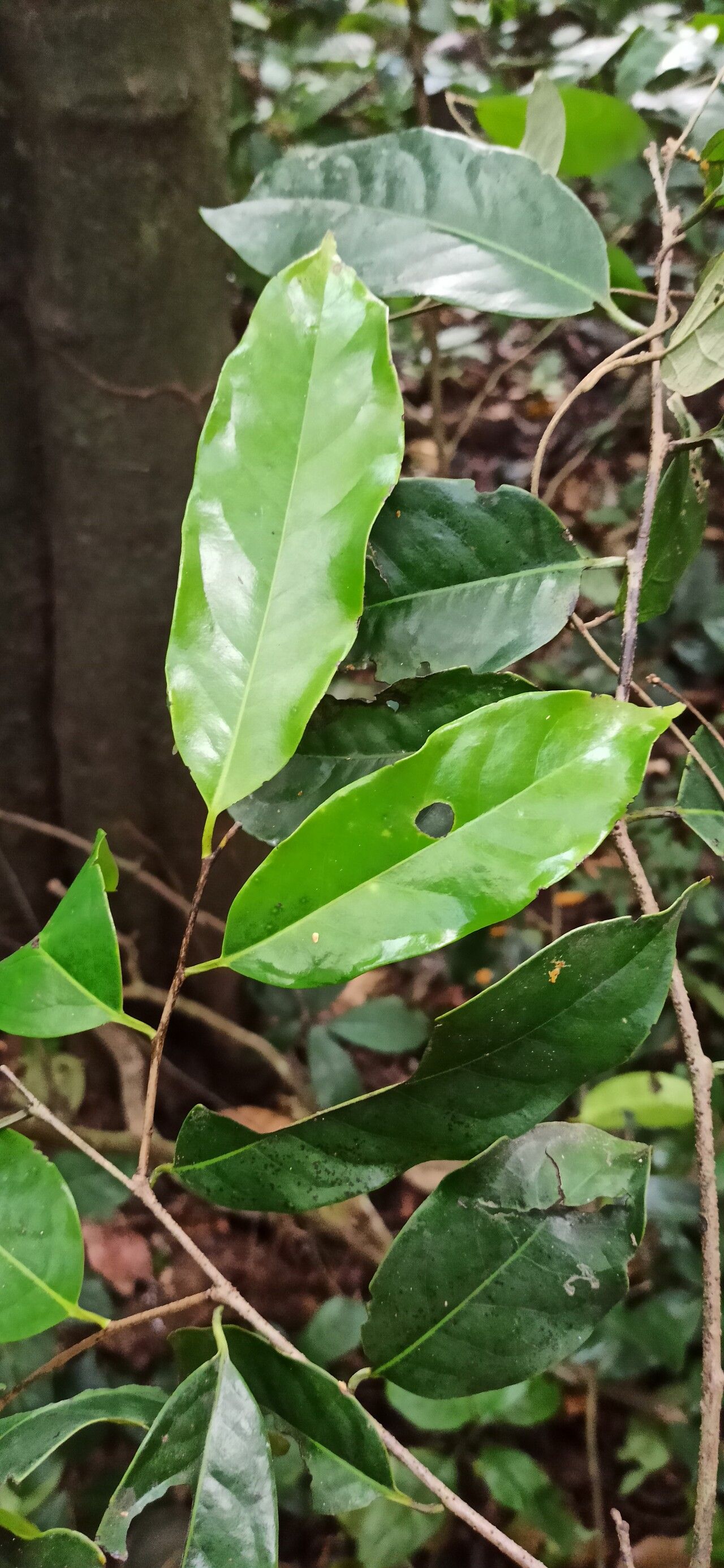 Diospyros canaliculata — houseplant care guide