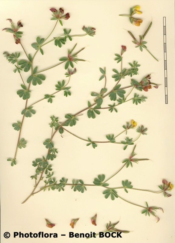 Lotus eriosolen — search result for 'Lotus'