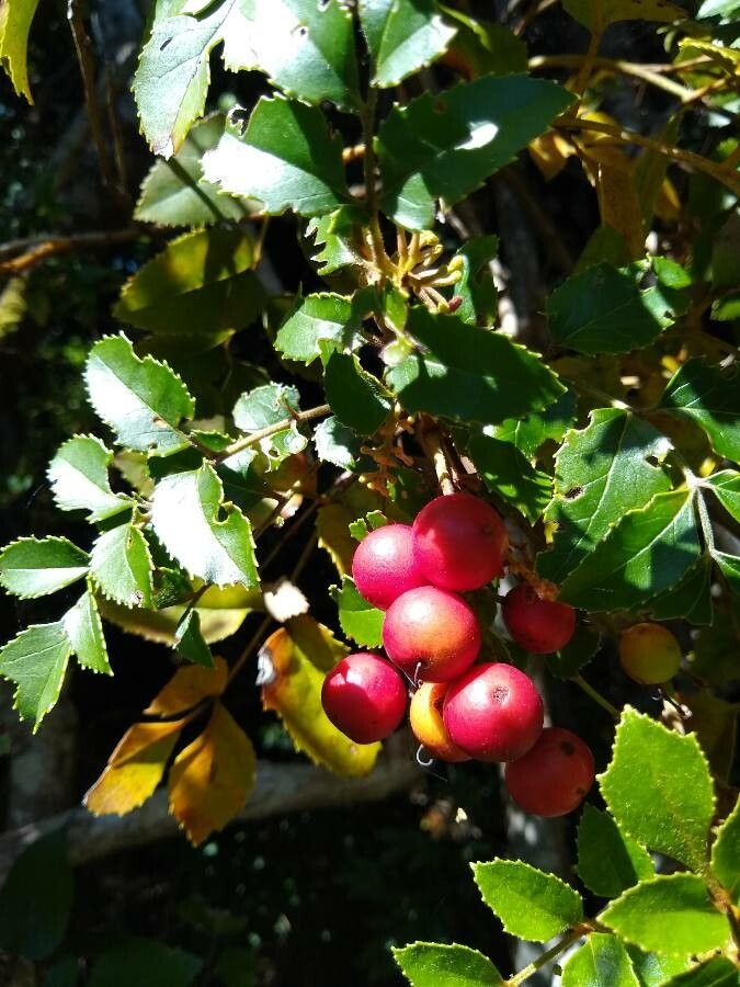 Gevuina avellana fruit