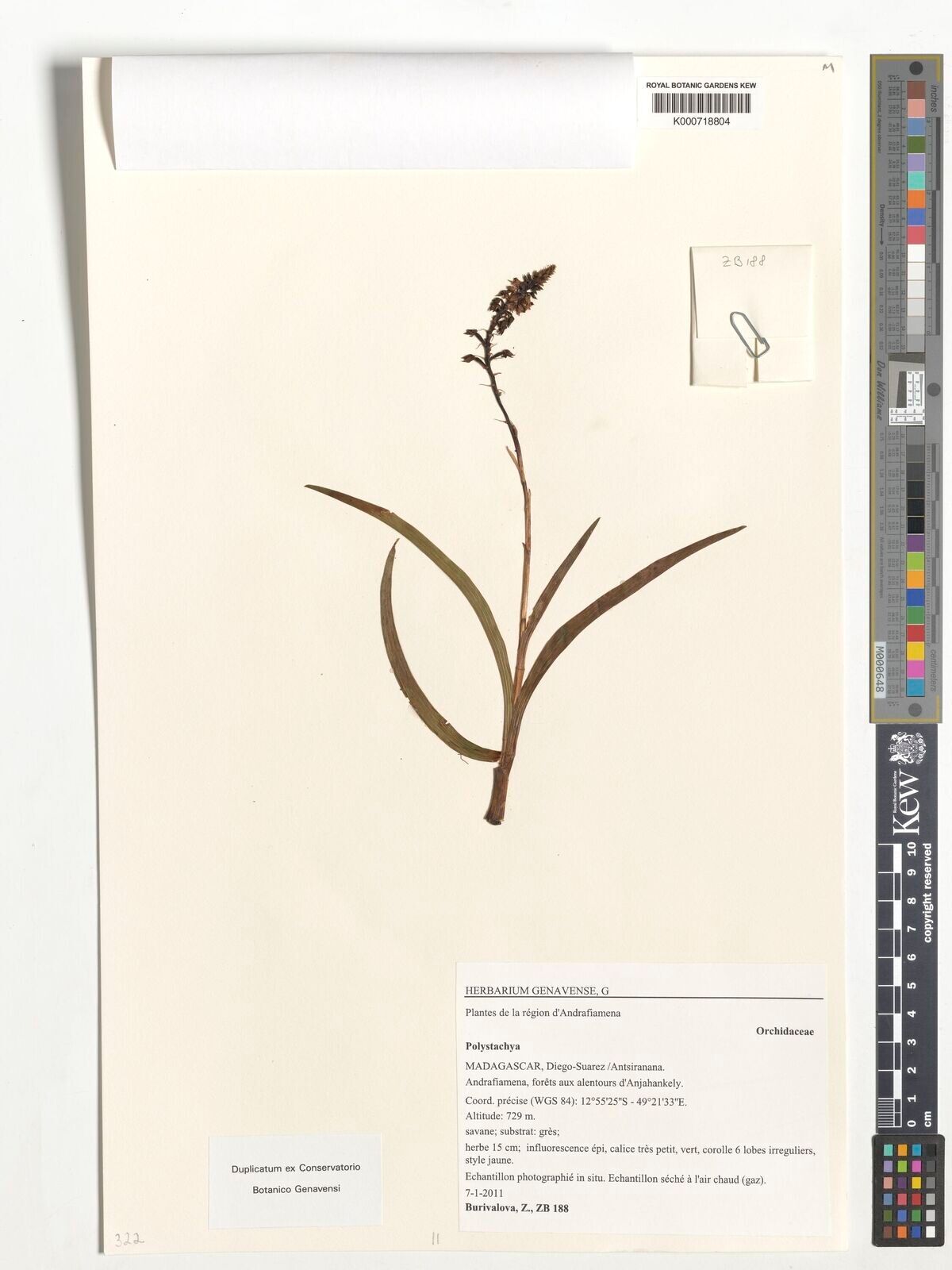 Polystachya virescens — houseplant care guide