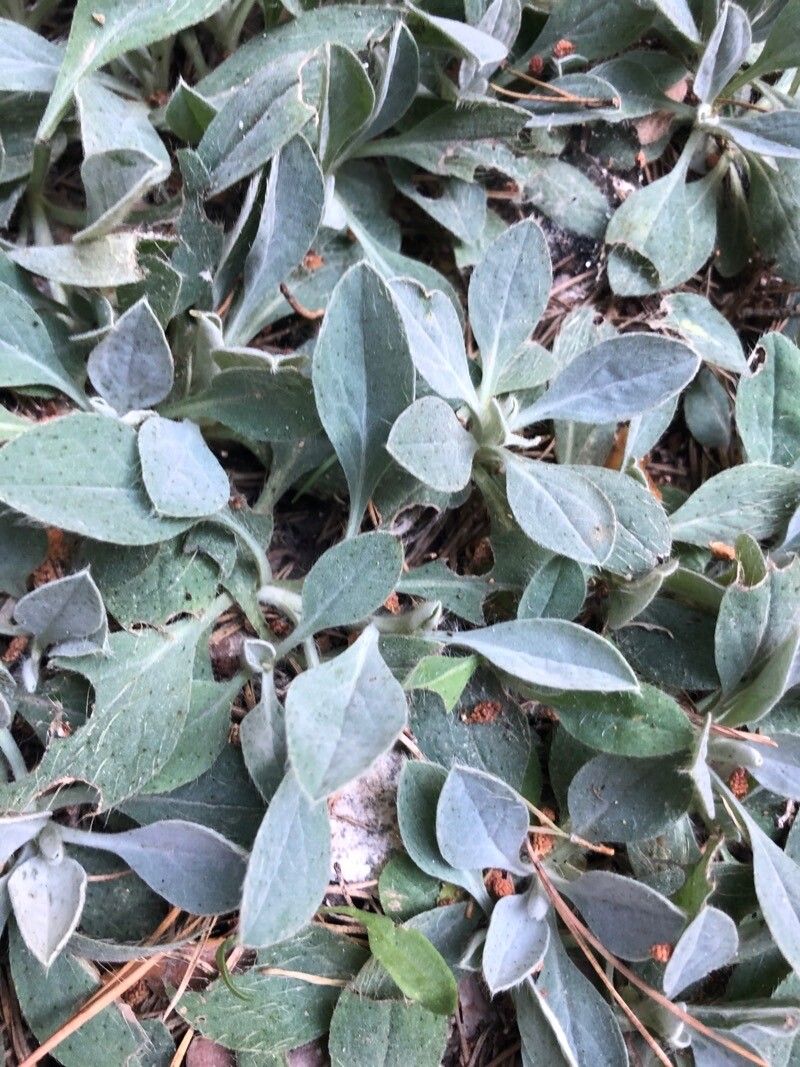 Pilosella argyrocoma — related species from the same genus