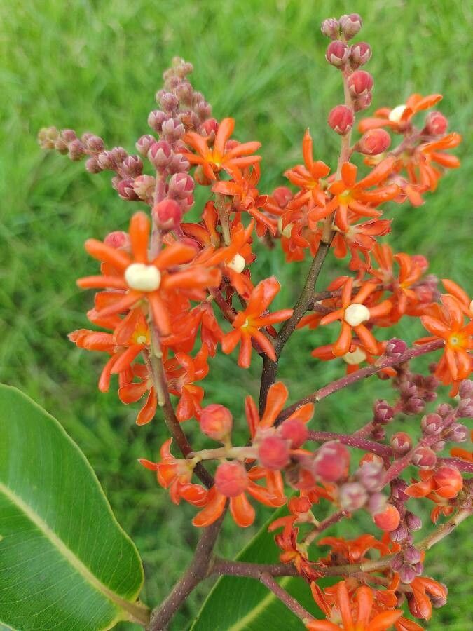 Cariniana rubra flower