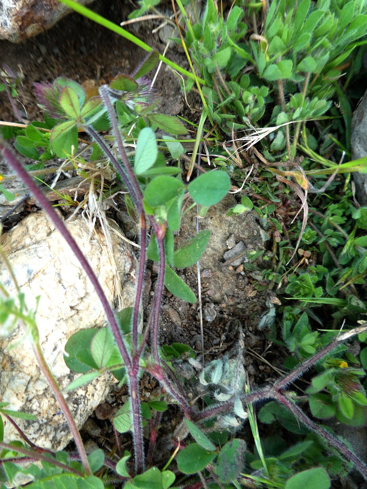 Trifolium ligusticum — search result for 'Trifolium'