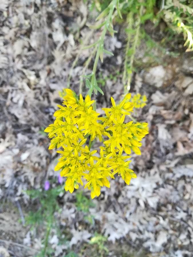 Sedum forsterianum flower