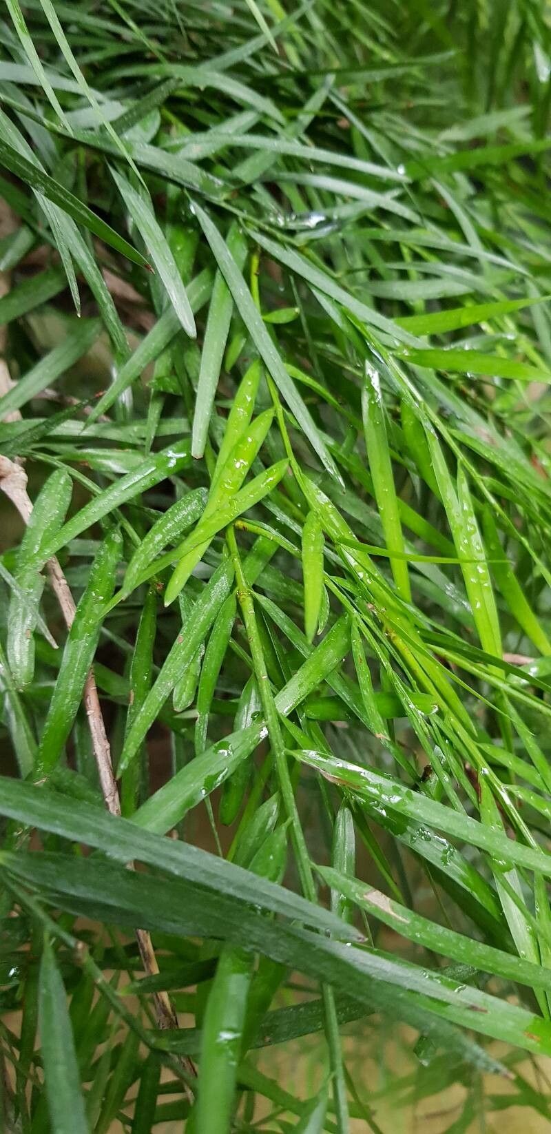 Podocarpus elongatus leaf