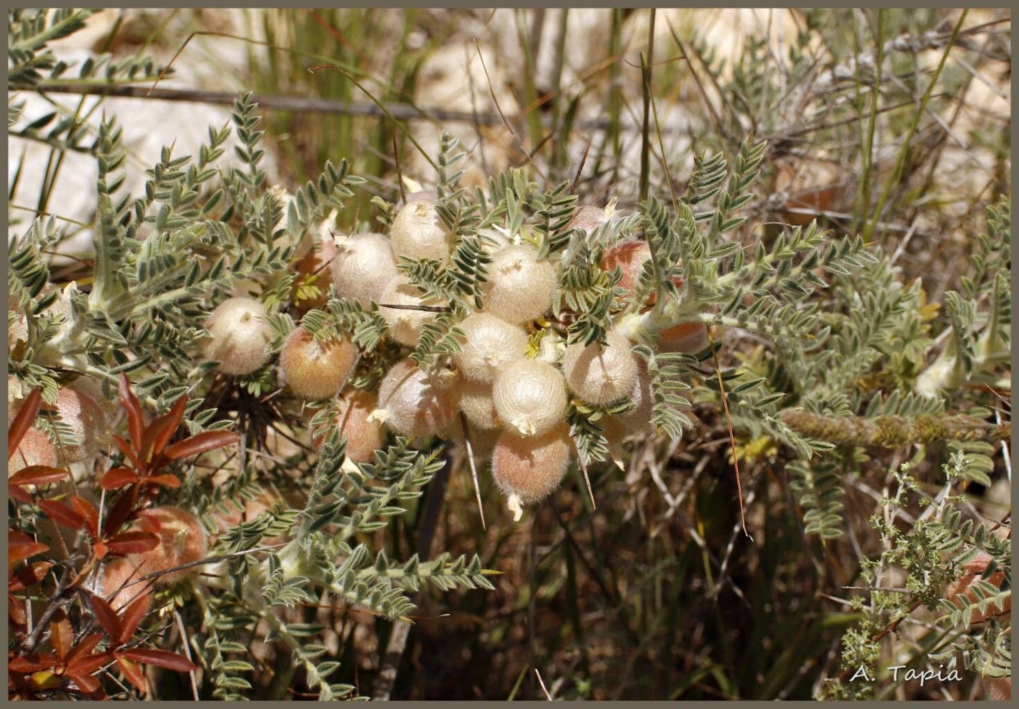 Astragalus clusianus fruit