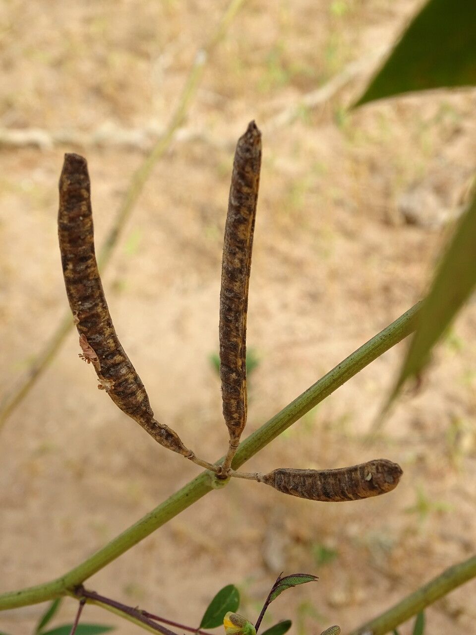 Cassia occidentalis fruit