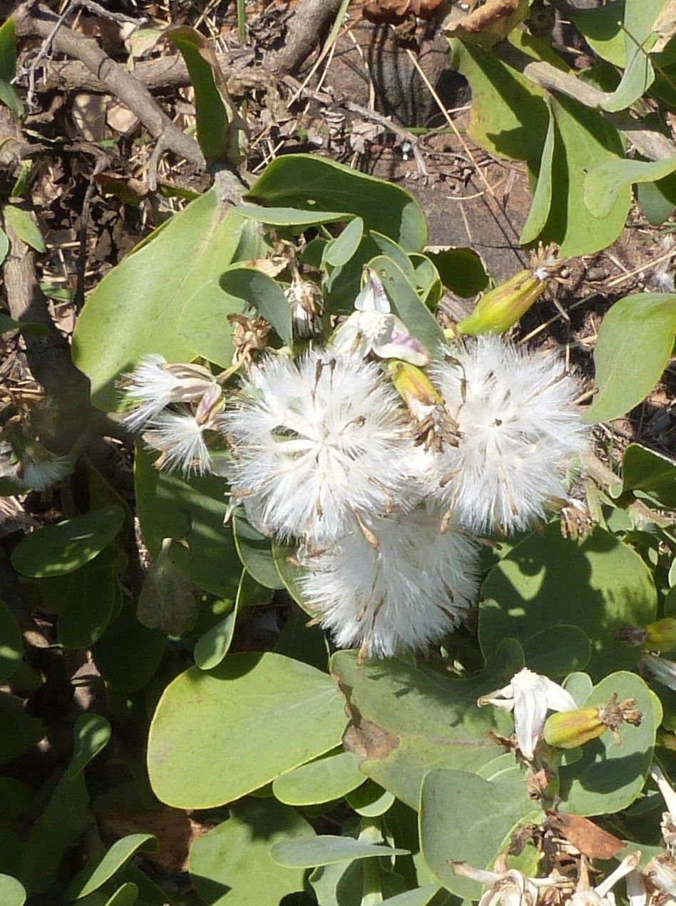 Lopholaena coriifolia flower