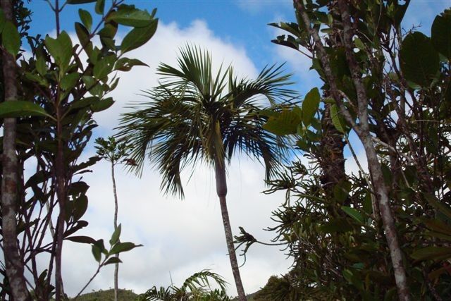 Chambeyronia piersoniorum habit