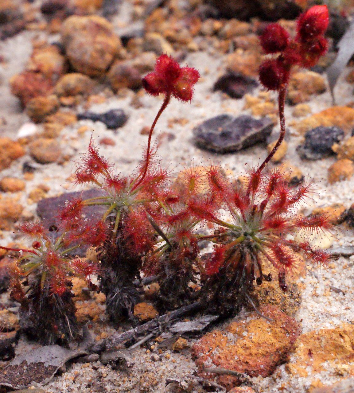 Drosera barbigera habit