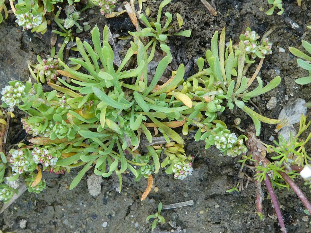 Corrigiola littoralis leaf