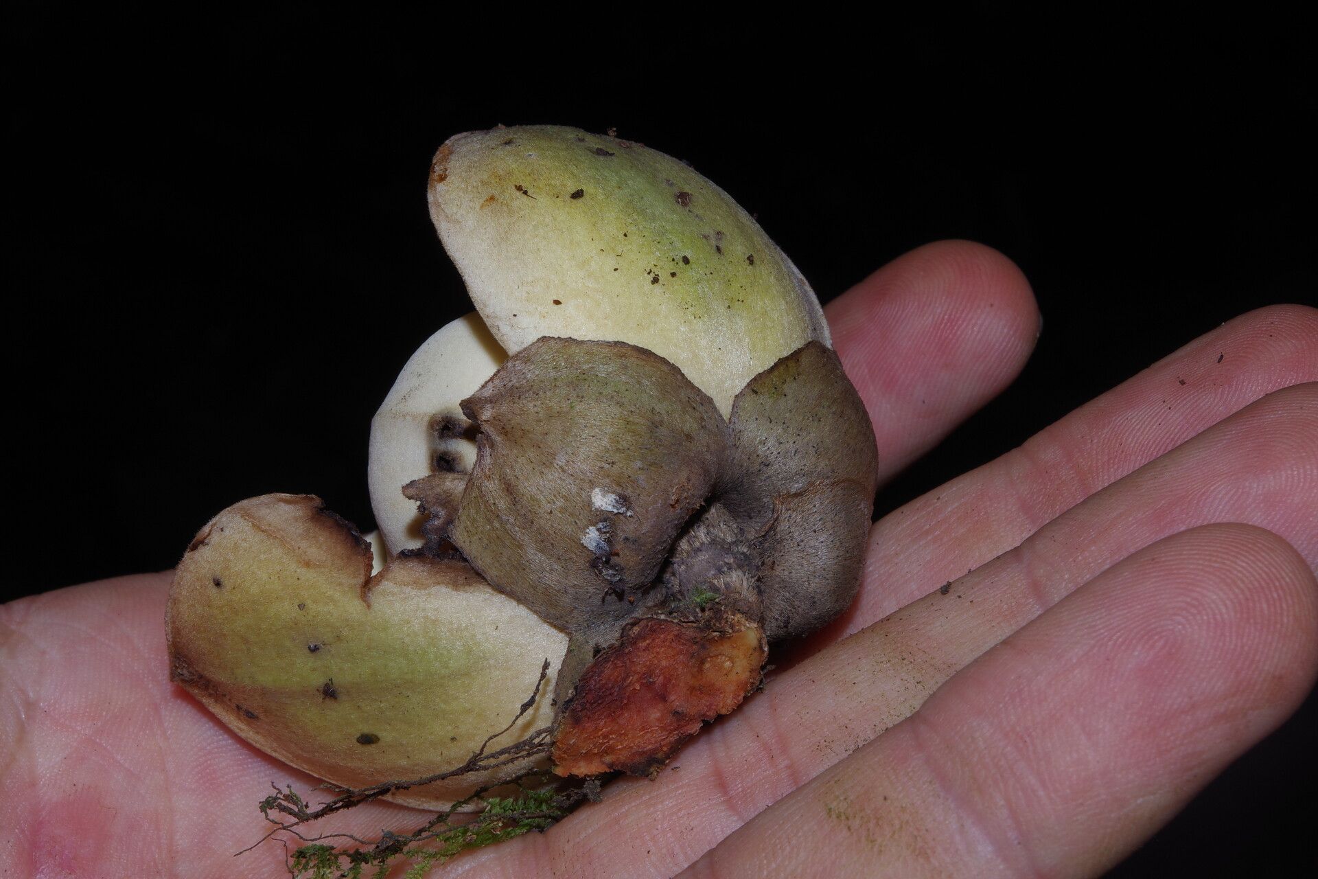 Uvariodendron fuscum flower