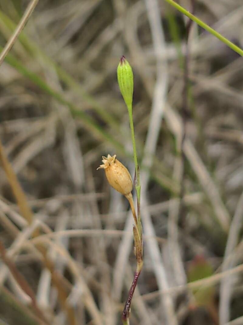 Silene antirrhina — search result for 'Widespread throughout Europe'