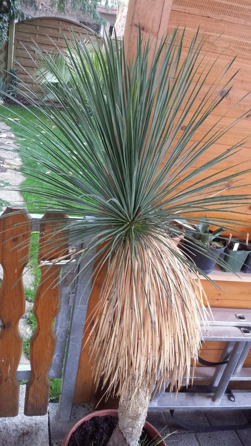 Yucca linearifolia — search result for 'Yucca'