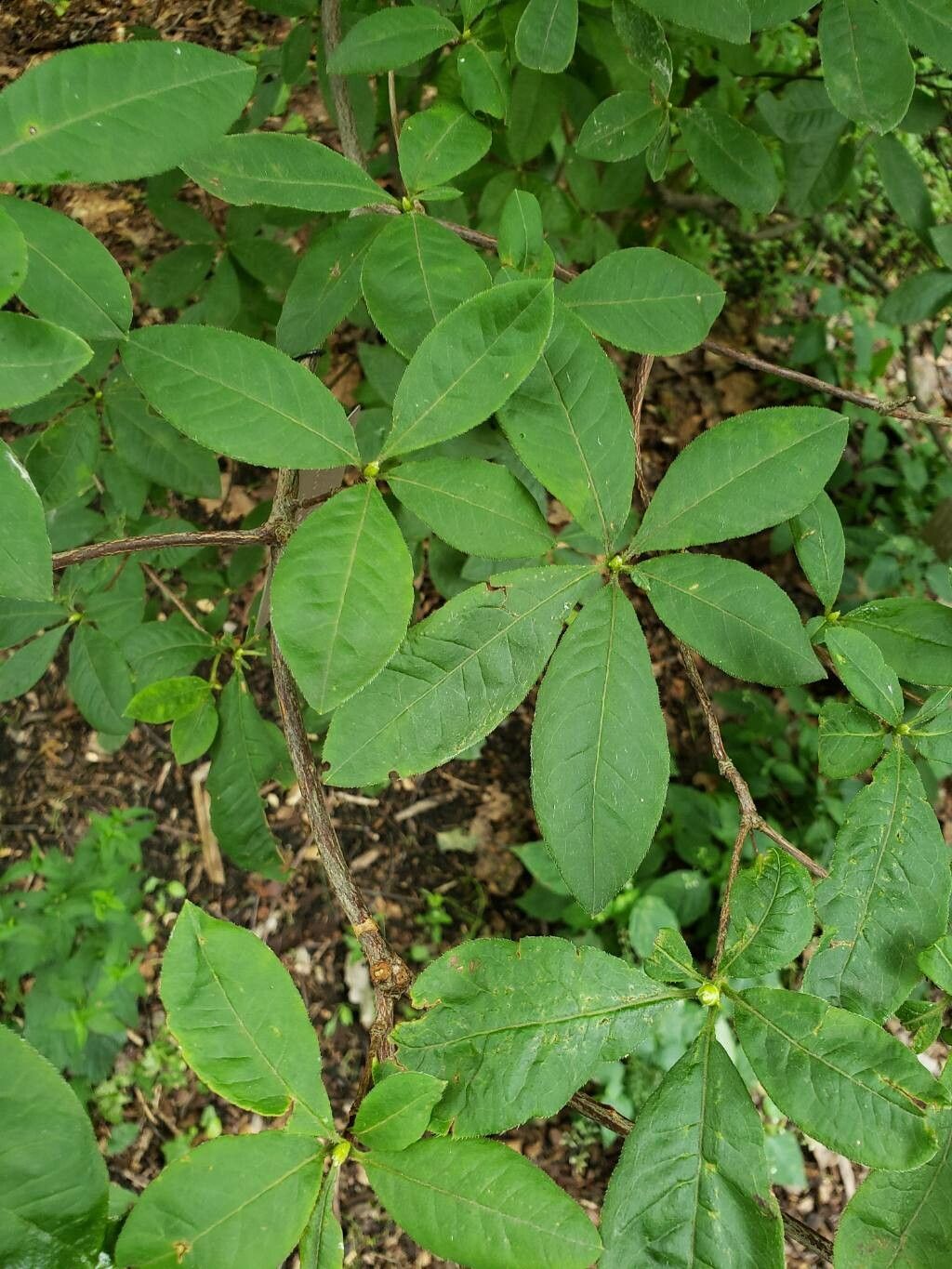 Rhododendron × gandavense — houseplant care guide