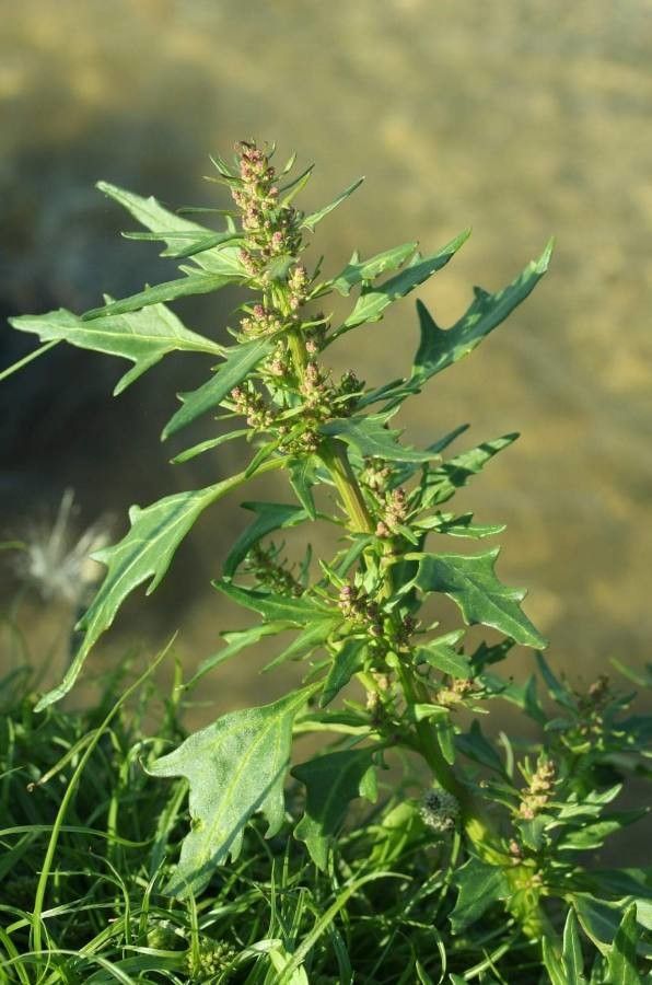 Chenopodium rubrum leaf
