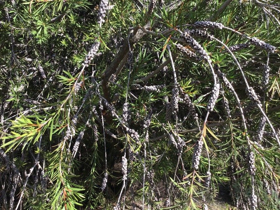 Callistemon phoeniceus — houseplant care guide