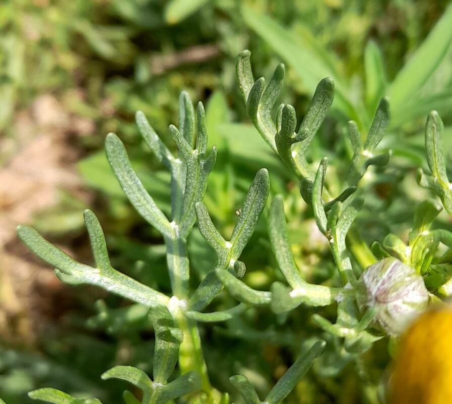 Hymenoxys robusta — houseplant care guide