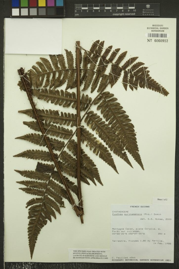 Cyathea surinamensis leaf