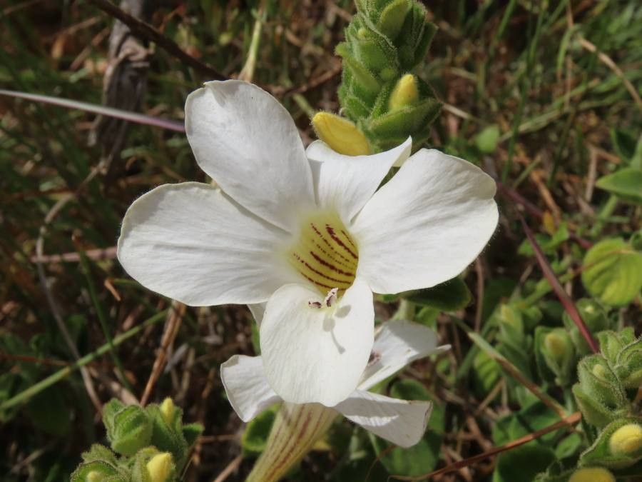 Barleria robertsoniae flower