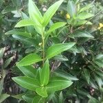 Gelsemium sempervirens