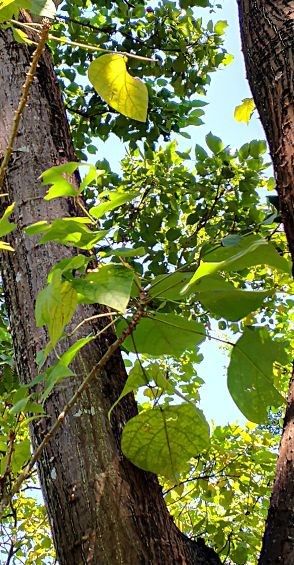 Erythrina stricta habit