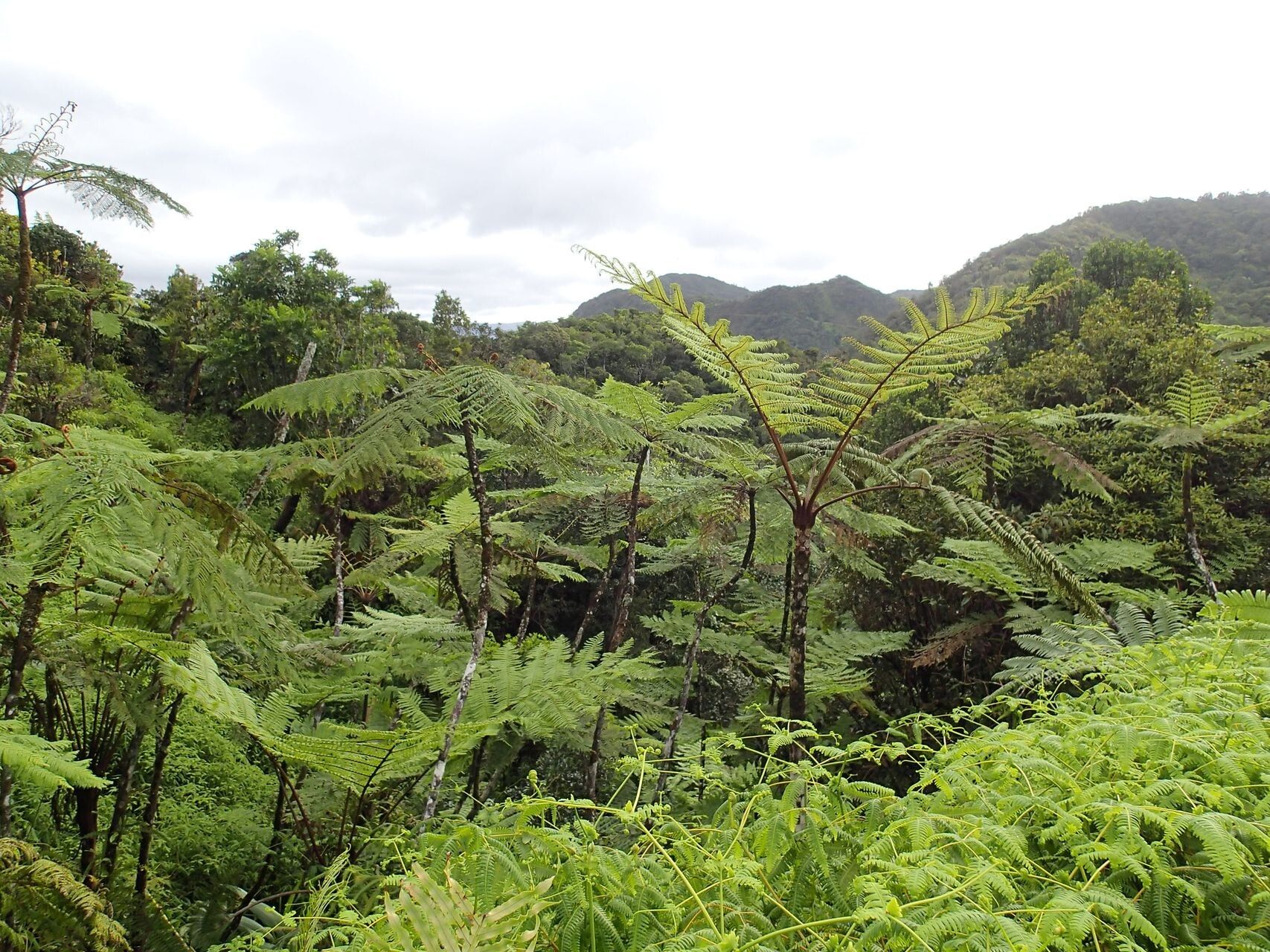 Cyathea cicatricosa habit
