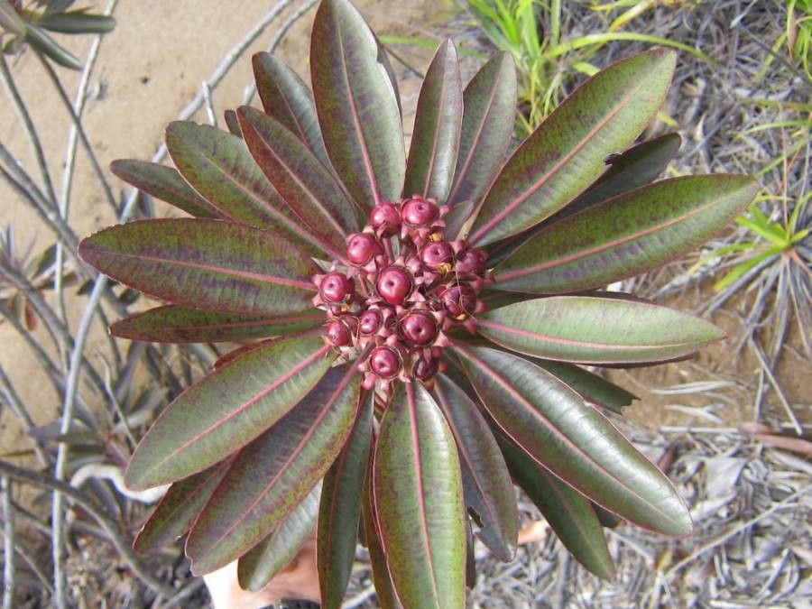 Xanthostemon longipes — houseplant care guide