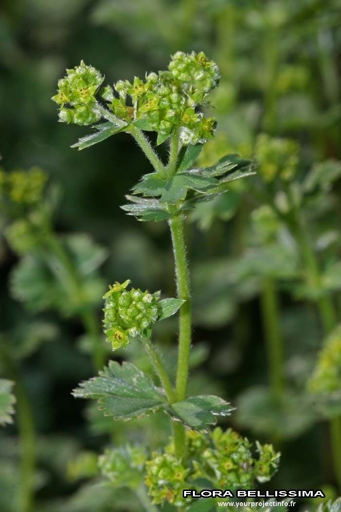 Alchemilla glaucescens other