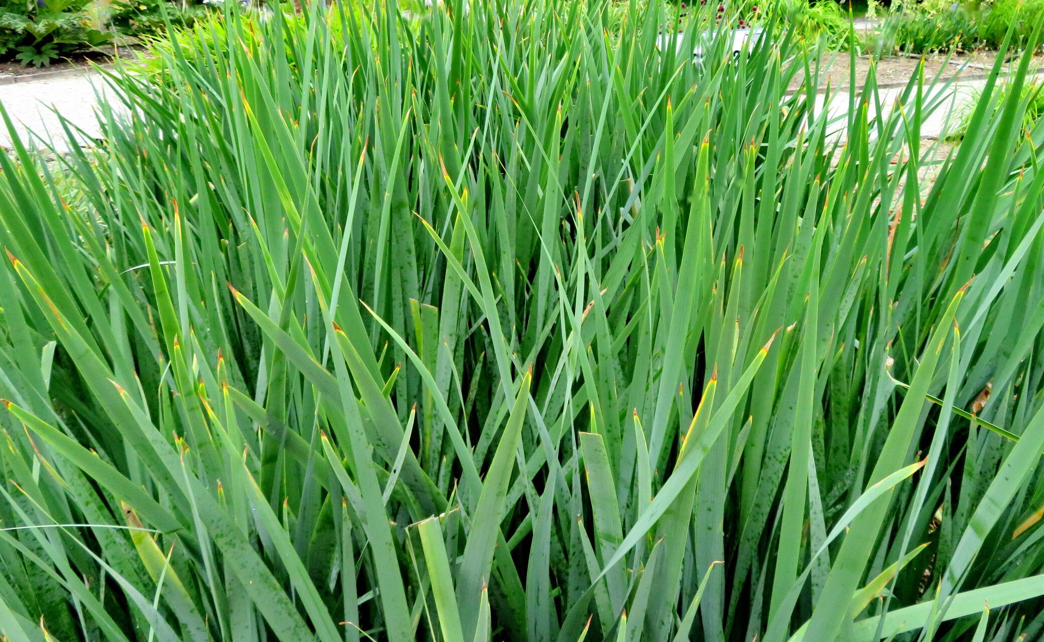 Iris crocea leaf
